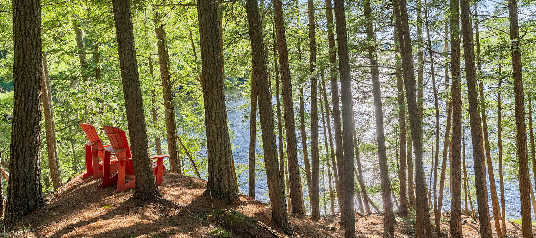 Forest clearing among tall pines on the property